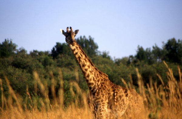 Giraffe