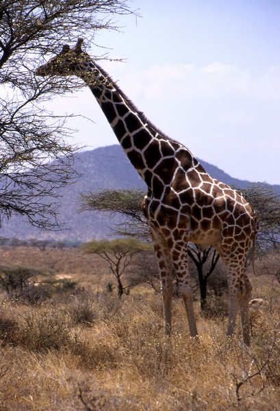 Giraffe