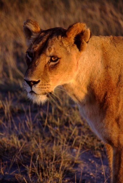 Female Lion