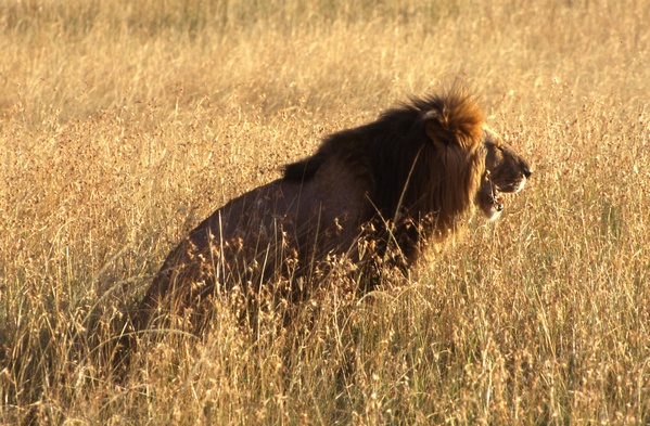 Male Lion