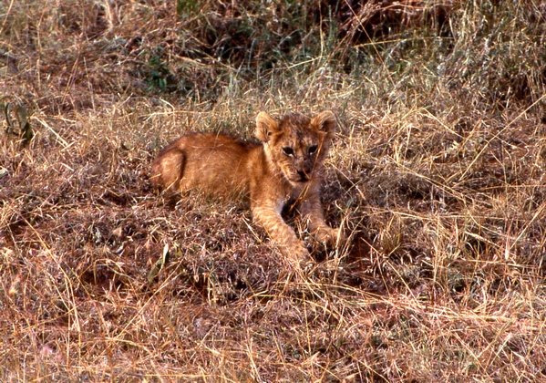 Lion Cub