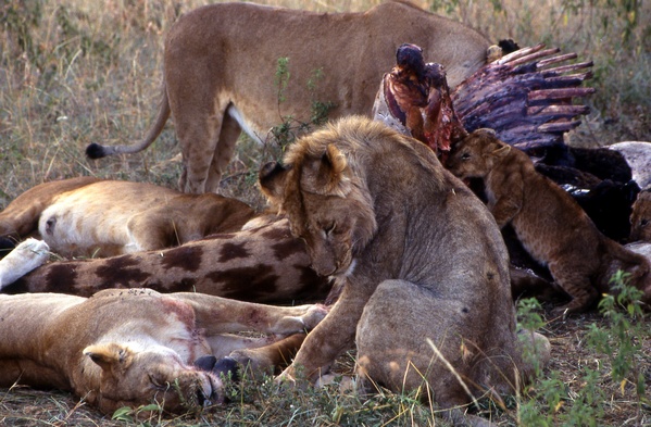 Lions Eating