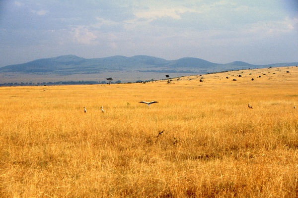 Masai Mara