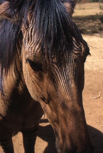 Zebroid