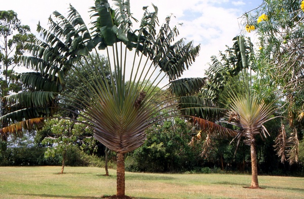 Exotic Palm Tree