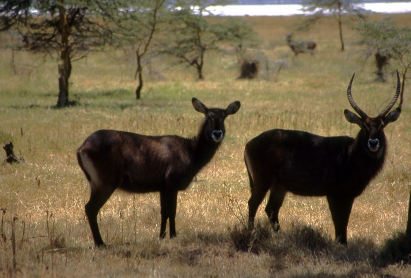 Waterbuck Couple