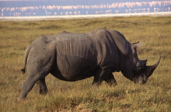 Black Rhino