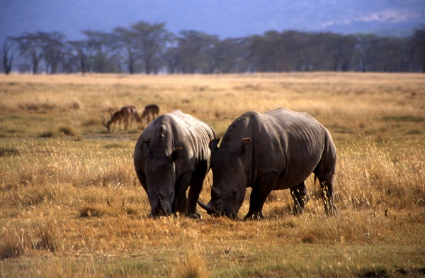 Black Rhinos