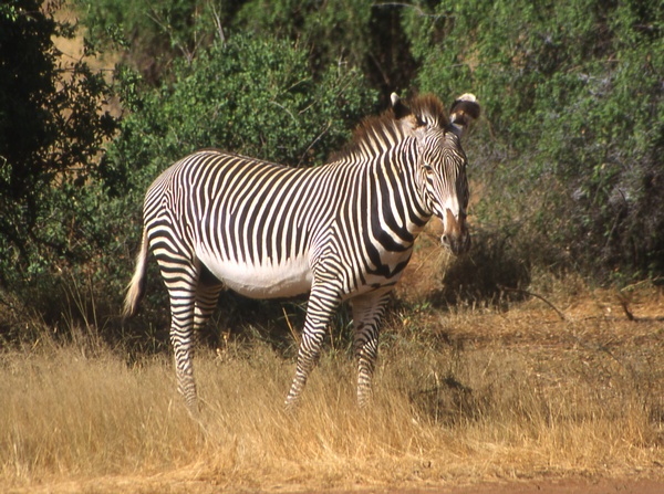 Grevy's Zebra