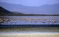 Flamingoes