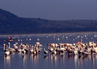 Lesser Flamingoes