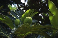 Bread Fruit