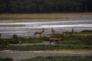 Thompson's Gazelles