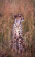 Cheetah