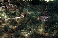 Young Cheetahs