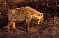 Hyena