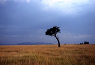 Masai Mara