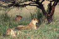 Cubs Playing