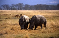 Black Rhinos