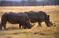 Rhinos