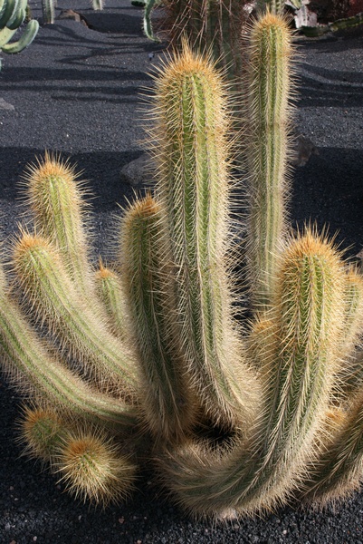 Cactus Argentino