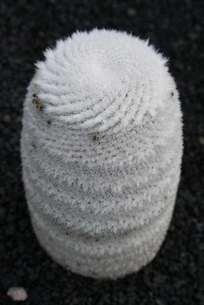 Cactus Albino