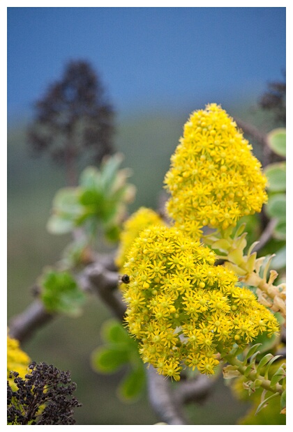 Flor canaria