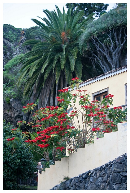 Flor de Pascua