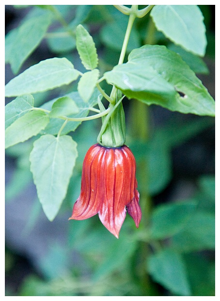 Canarina