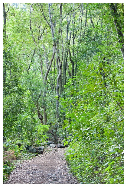 Bosque de Los Tiles