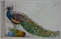 Pavo Real