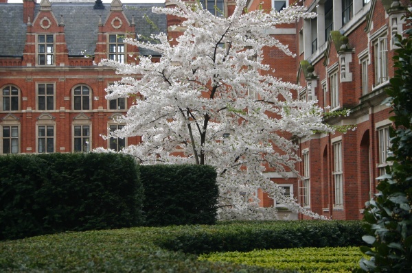 Cerezo en flor