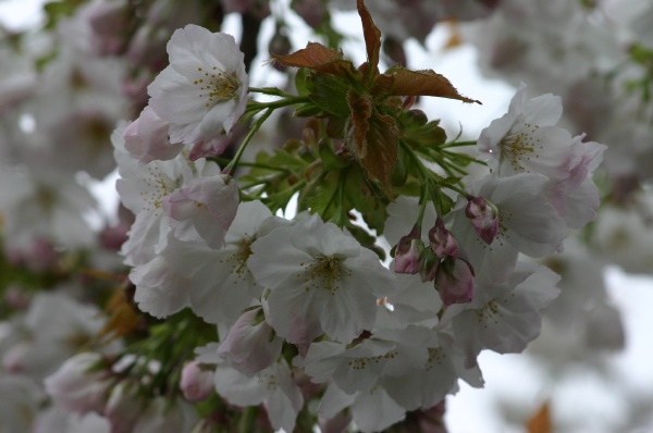 Flores en las calles