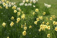 Narcisos con sol