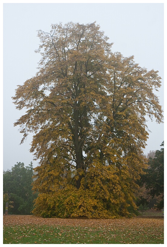 Maidenhair Tree