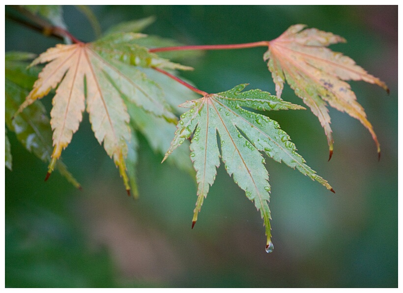 Japanese Maple