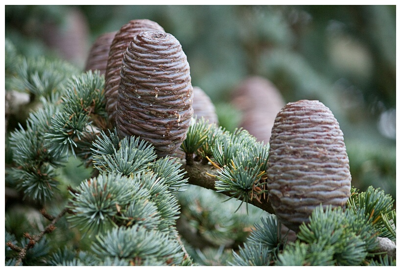 Cones