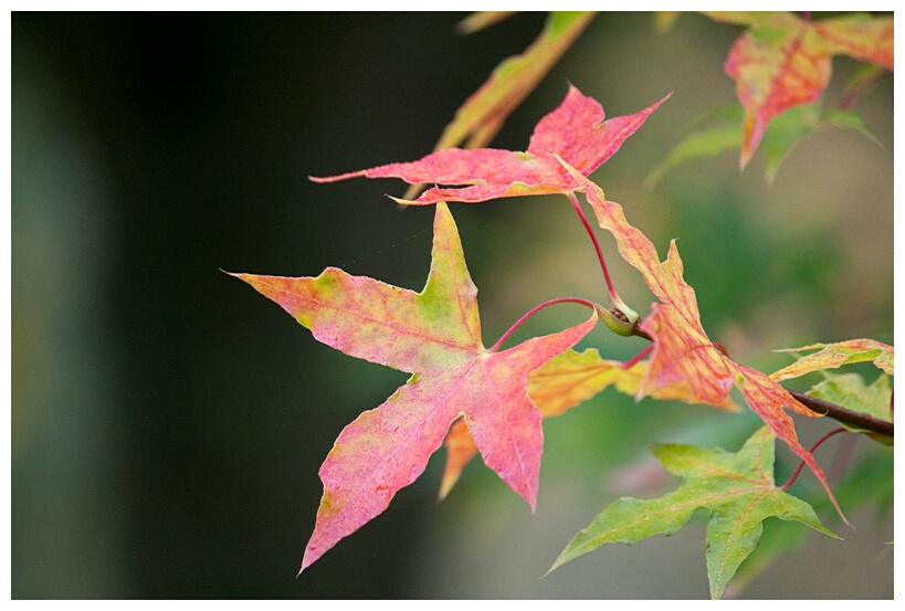 Autumn Leaves