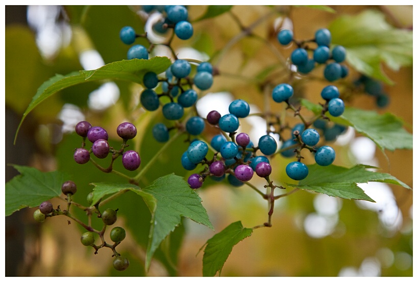 Berries