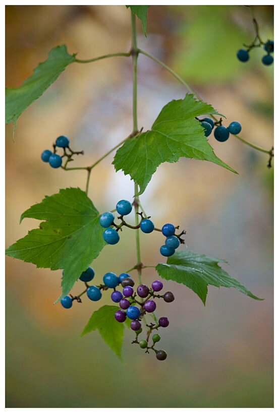 Berries