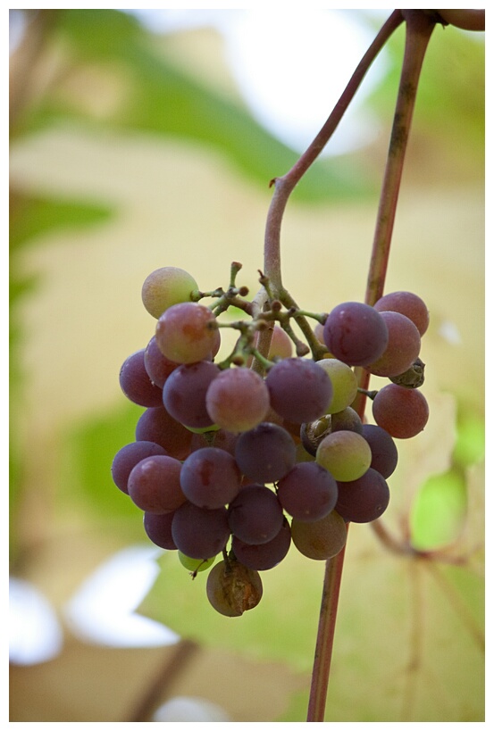 Grapes