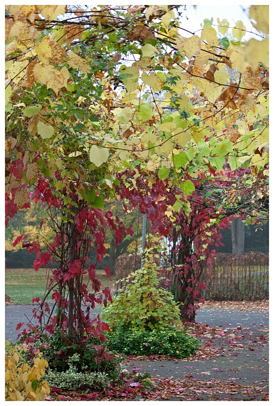 Grape Vines