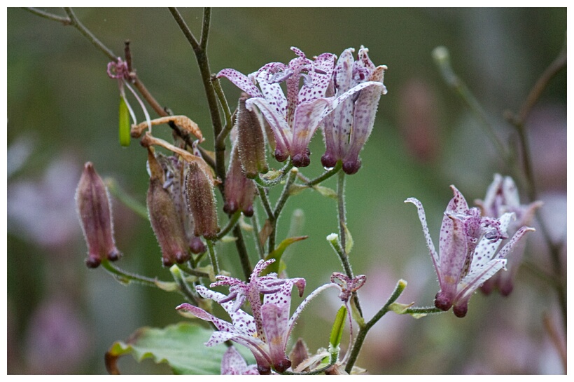 Japanese Lily