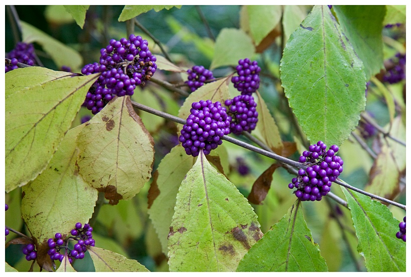 Callicarpa Bodinieri