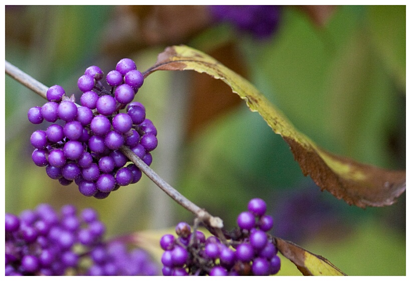 Callicarpa Bodinieri