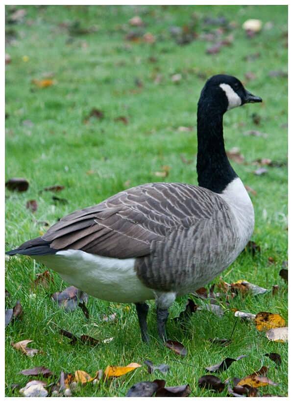 Canada Goose