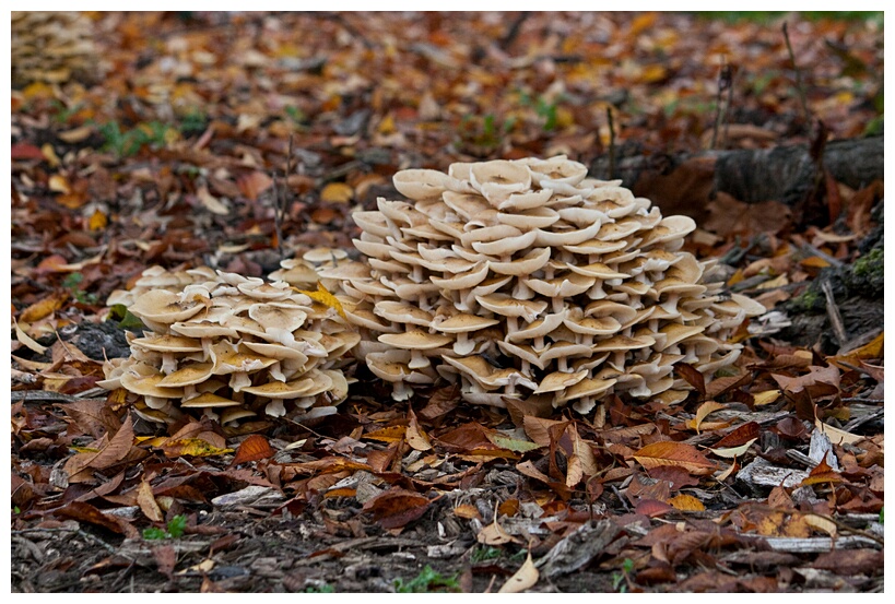 Honey Fungus