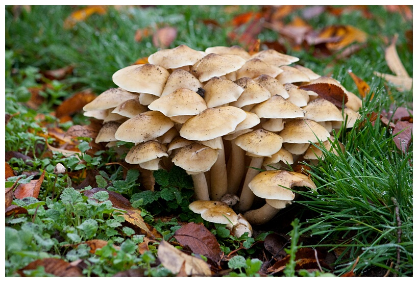 Honey Fungus