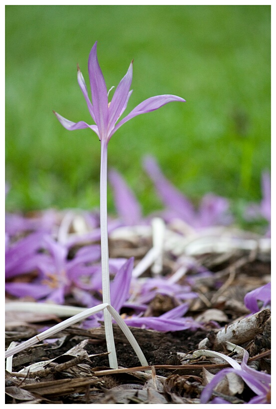 Colchicum