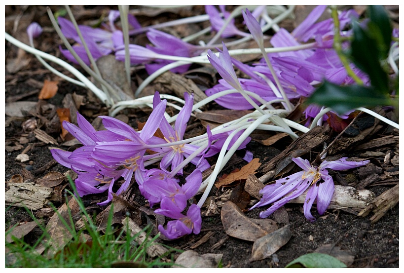 Colchicum